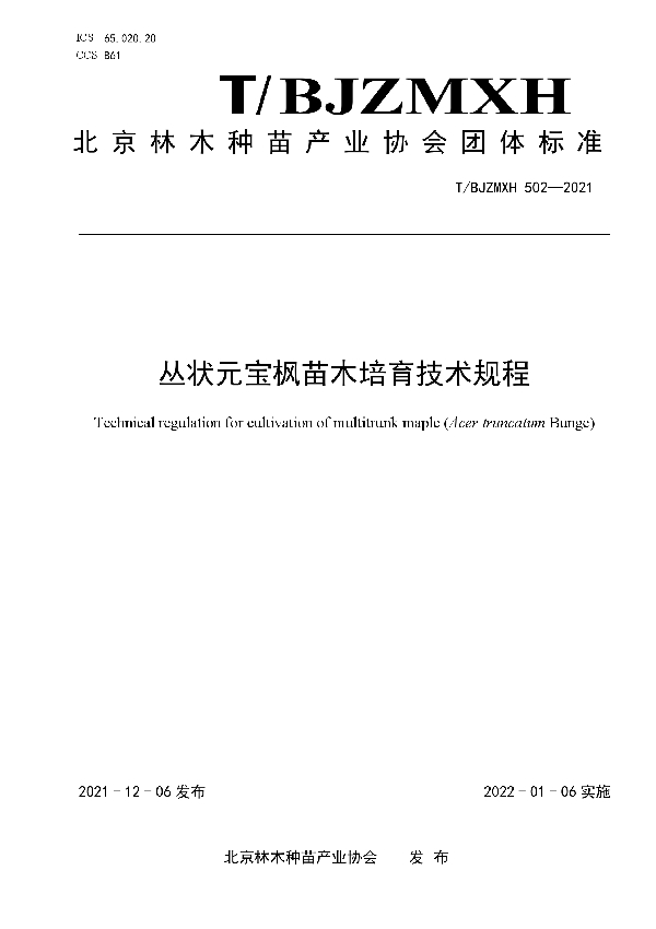 T/BJZMXH 502-2021 丛状元宝枫苗木培育技术规程